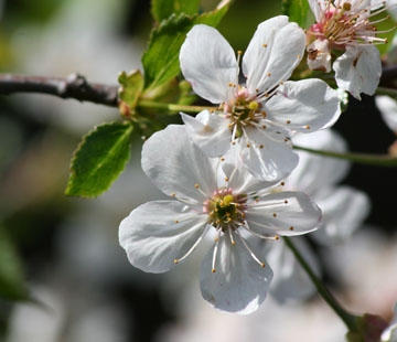 assets/images/flower_02.jpg